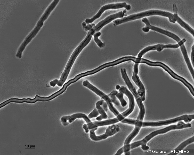 Cartilosoma rene-hentic